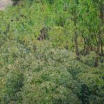 CТАРИННАЯ КАРТИНА «ПОДМОСКОВНАЯ ВЕСНА. МАЙ» — изображение 3